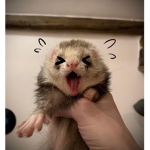 Ferret Nation <3