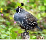 QUAILS GROUP<3