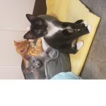 The kitten squad group