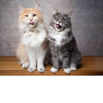 .: Cat Club :.