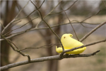 yellow peeps