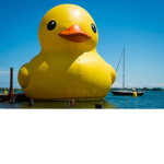 DUCK SQUAD FAN CLUB