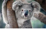 Koalas R Cool