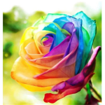 Roses cute girl store