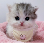 angelic paws