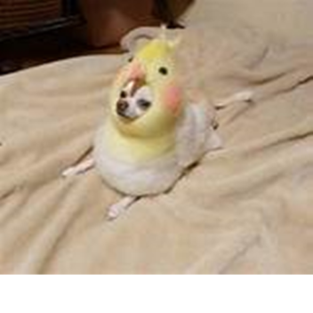 Transfurmation but with 100 Players