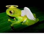 Froggy's heaven