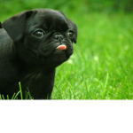 Team Pugs for Hugs!
