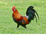 Team Chicken!!!