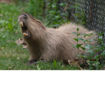 CaPyBaRaS rUn tHe wOrLd