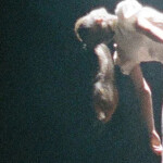 ⋆ ˚｡⋆୨୧˚ ⋆ ˚｡⋆