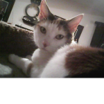 Kaelyn Cats!
