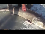 Sharks Nightmare