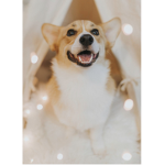 Aesthetic corgis!