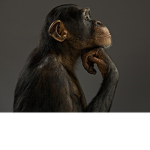 gorrilla mafia
