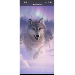 Wolfy play’s