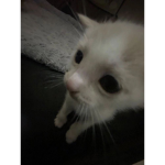 Adelinaomu3