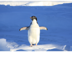 Penguin Chads