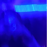 cult of britney