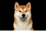 Such DOGE!