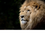 Aslan3180