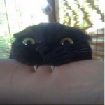Vamp Cats