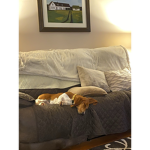 Dog ###### # Life