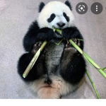 Please join if you love pandas