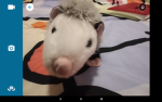 POSSUM ARMY ;;