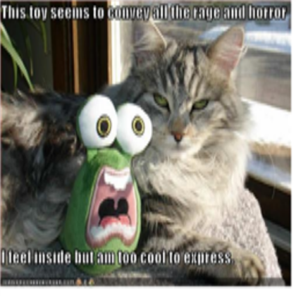 Cat Roblox decal
