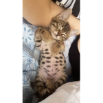M i nik cat