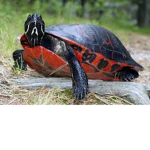 third street turtles