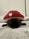Sweet Katz <3