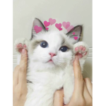 ダーリン