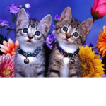 Grupo de Gatitos :3