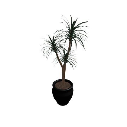 Potted Plant Dracaena