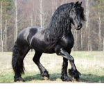 Horseysquad