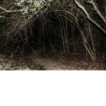 ღ Wandering The Woods ღ