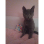 Cat sonic
