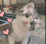 Robux_te_do_y_pets_de_adot me