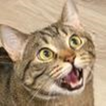 THE SILLY GROUP - Axlethekitty