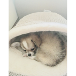 Gizmo luvs u