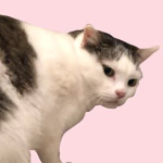 .the.