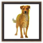 Survivor Dog Series Lovers