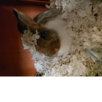 Bunny club to