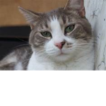 котю catttt