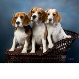 Beagle  Family Cemetery