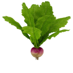 Turnip gang