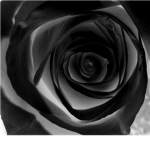 BlackRose®