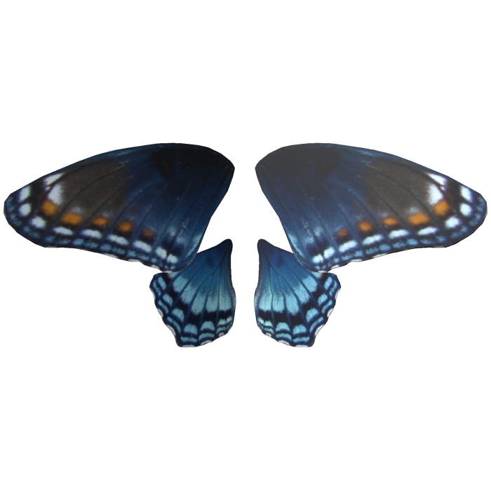 Realistic Red-Spotted Purple butterfly wings
